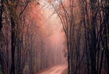 关于美国女足备战决赛，全队齐心协力争取夺冠的信息